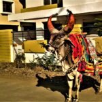 A vibrantly decorated cow standing outdoors against urban architecture.