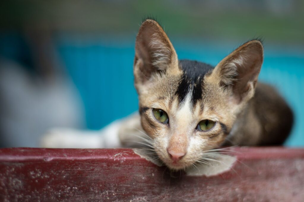 Cute kitten with green eyes resting, photographed in Dhaka, Bangladesh.