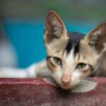 Cute kitten with green eyes resting, photographed in Dhaka, Bangladesh.