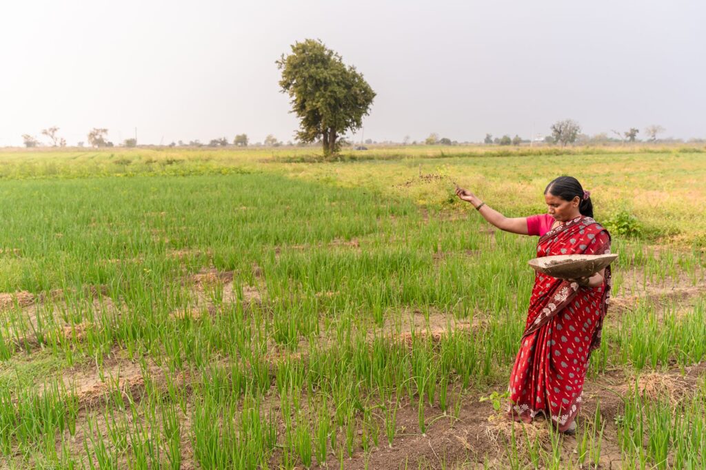 A woman farmer in a red saree sowing seeds in a green field, Nagpur, India.