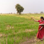 A woman farmer in a red saree sowing seeds in a green field, Nagpur, India.