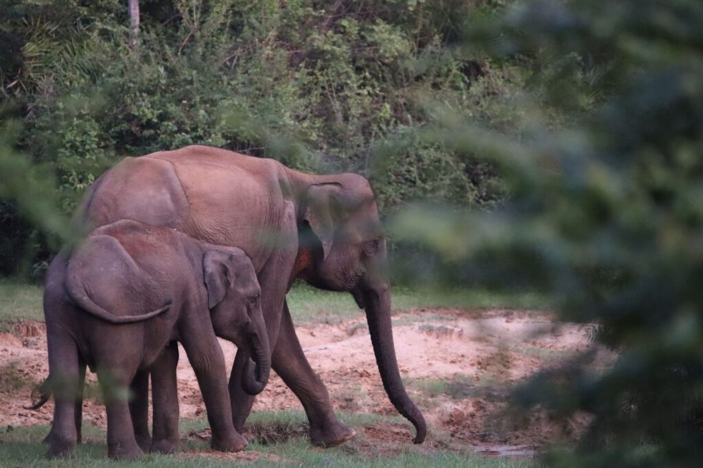 Elephants