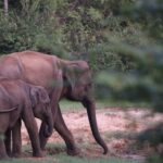 Elephants