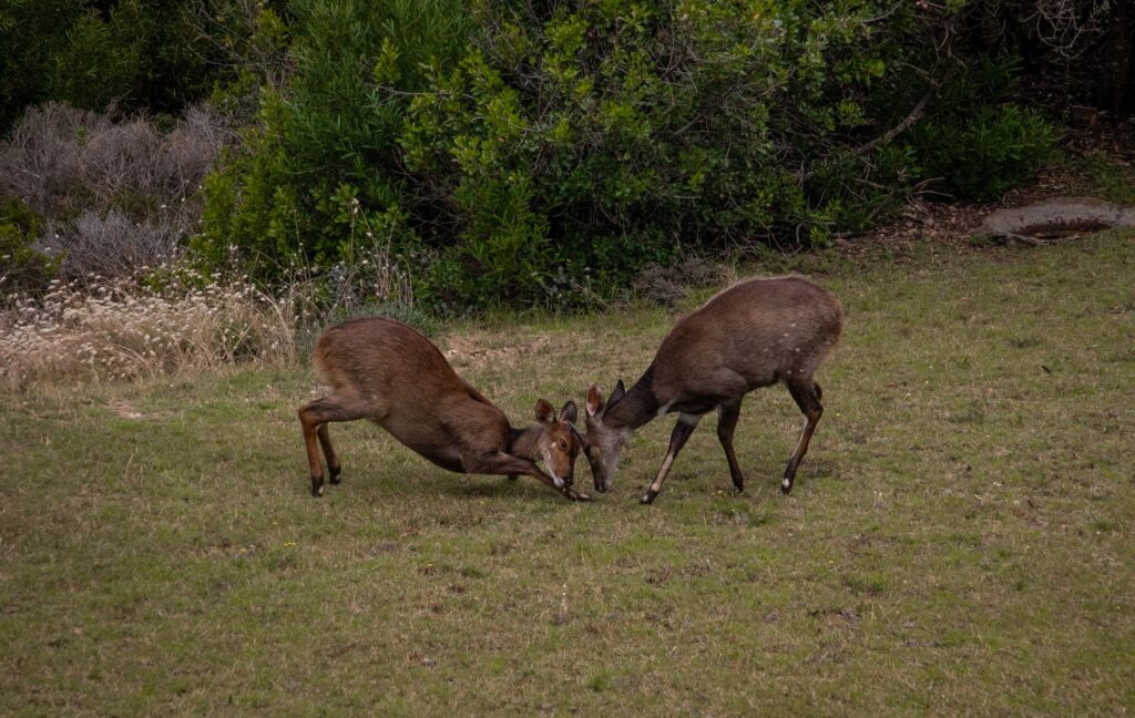 Two antelopes locking horns in a grassy field showing dominance behavior.
