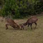 Two antelopes locking horns in a grassy field showing dominance behavior.