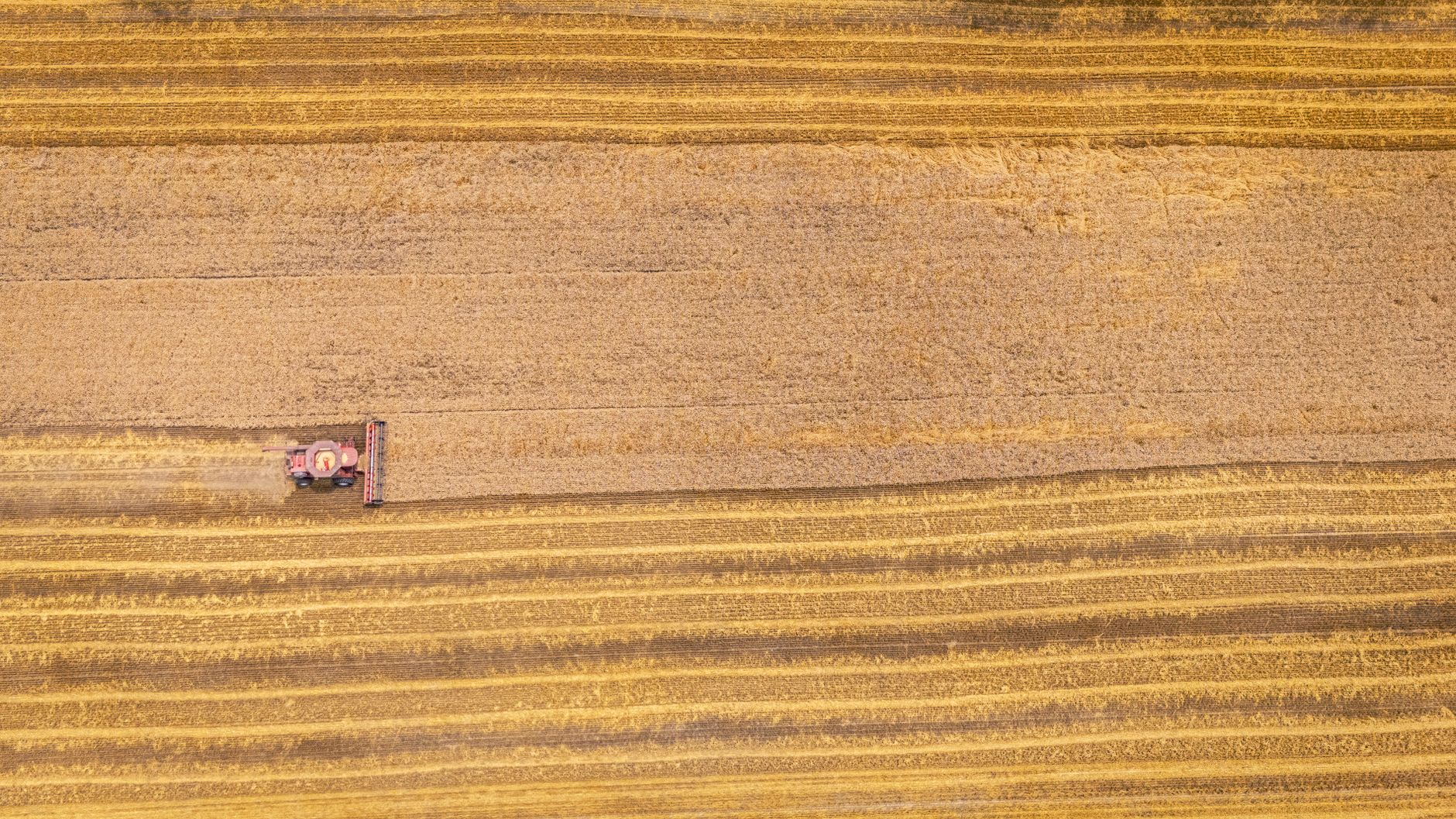 Drone shot of a harvester working the wheat fields in Macclesfield, NC.