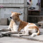 A stray dog basks in the sun on a street in Bengaluru, India.
