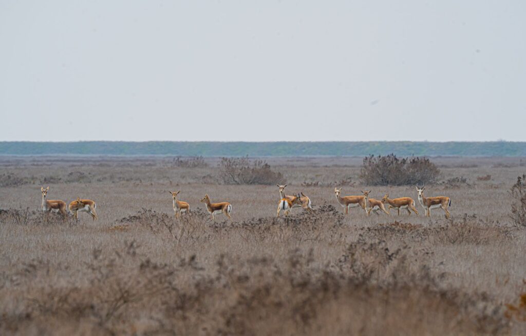 A group of blackbucks grazing in a vast grassland under an overcast sky.