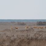 A group of blackbucks grazing in a vast grassland under an overcast sky.