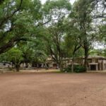 Peaceful outdoor scene featuring lush greenery at Santiniketan campus, India.