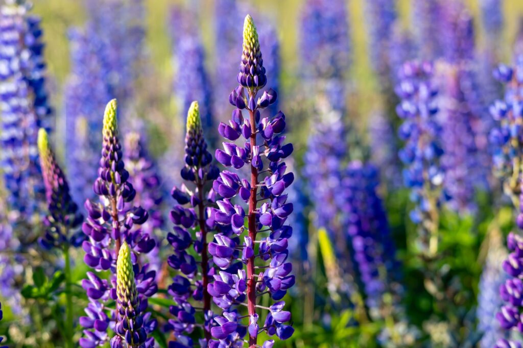 Vibrant lupine flowers blooming in a scenic field in Sylt, Germany under sunlight.