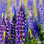 Vibrant lupine flowers blooming in a scenic field in Sylt, Germany under sunlight.