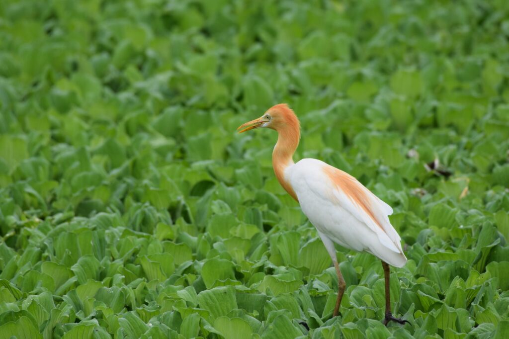 Elegant Cattle Egret with orange plumage stands amidst verdant greenery in Anand, Gujarat.
