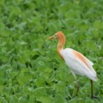 Elegant Cattle Egret with orange plumage stands amidst verdant greenery in Anand, Gujarat.