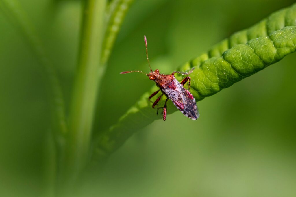 Close-up view of an assassin bug (Coreidae) on a vibrant green leaf, highlighting its natural habitat.