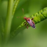 Close-up view of an assassin bug (Coreidae) on a vibrant green leaf, highlighting its natural habitat.
