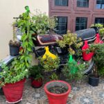 A creative display of plants and flowers on a vintage Yamaha motorcycle, offering an eco-friendly artistic vibe.