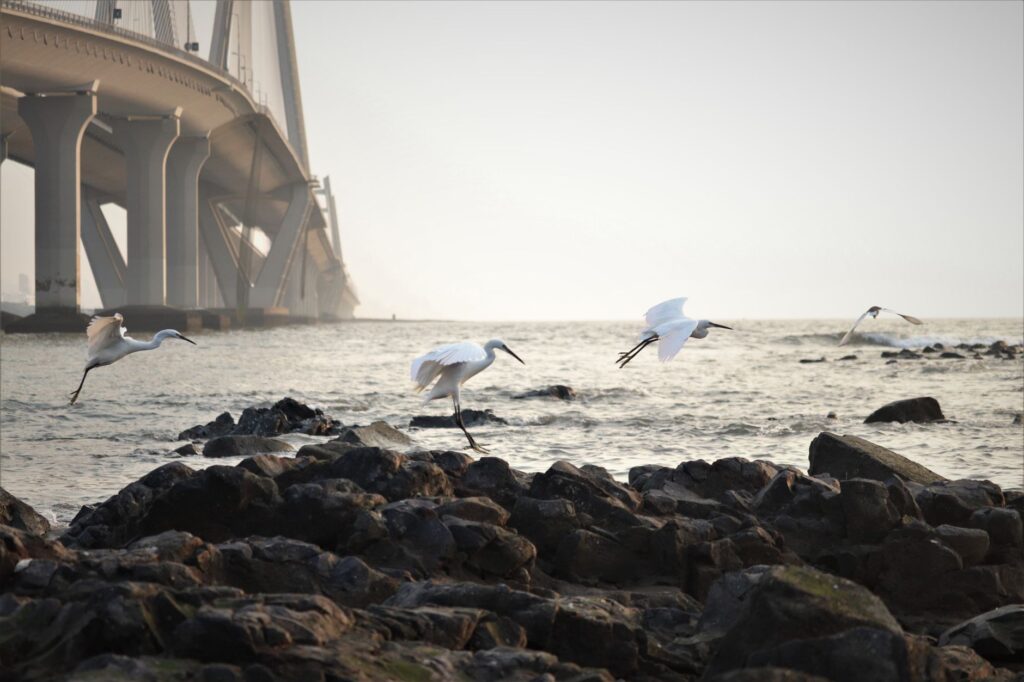 Egrets flying near a rocky shore with Mumbai's famous bridge in the background.