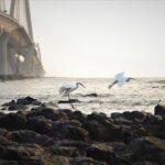 Egrets flying near a rocky shore with Mumbai's famous bridge in the background.
