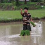 A farmer plants rice seedlings in a flooded paddy field in Lumbini Province, Nepal, during the monsoon season.
