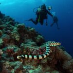 Scuba divers explore a vibrant coral reef with a sea snake in the foreground. Exhilarating underwater adventure.