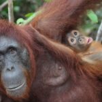 Close-up image of a caring orangutan mother with her baby in a natural setting.
