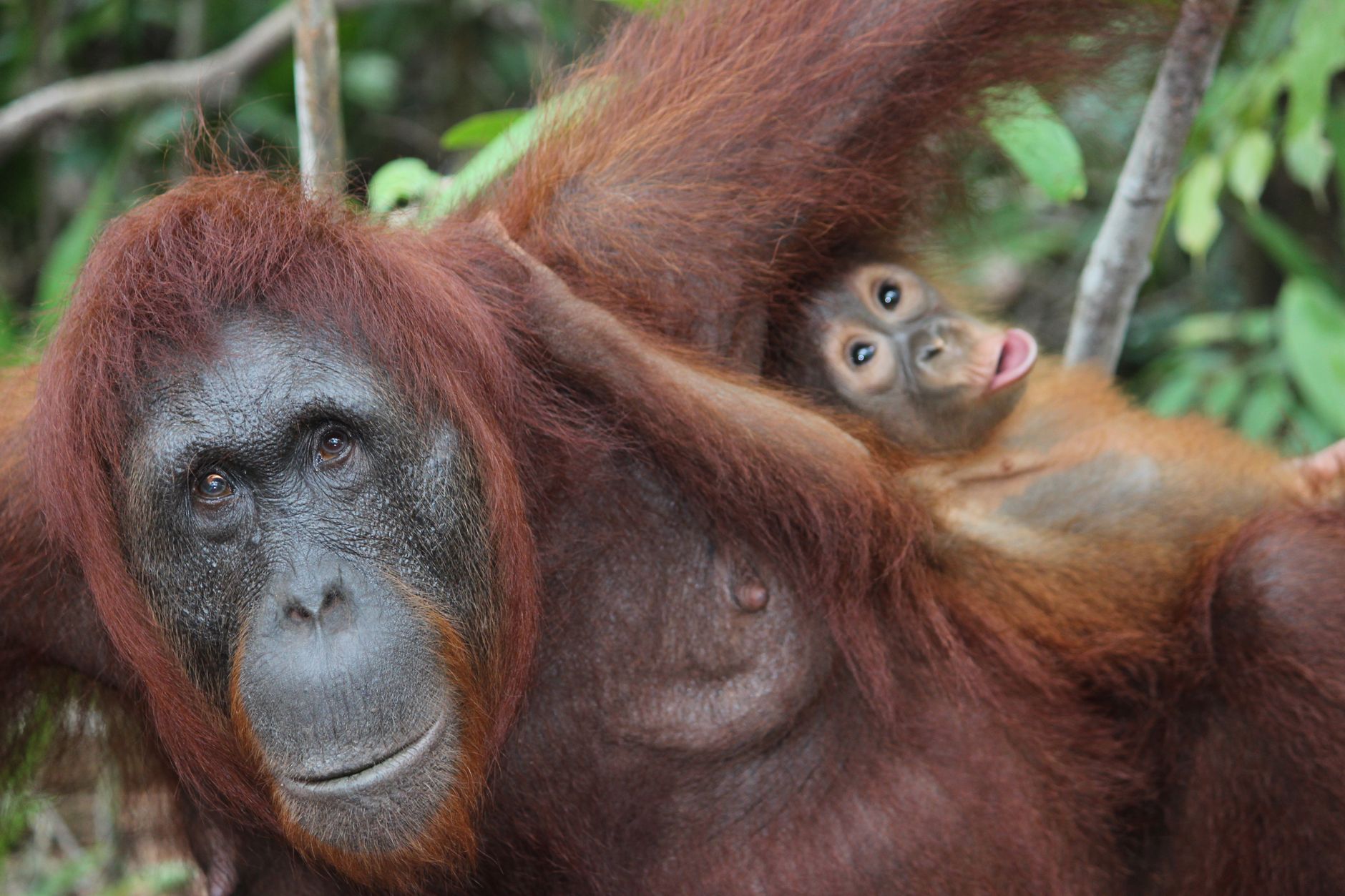 Close-up image of a caring orangutan mother with her baby in a natural setting.