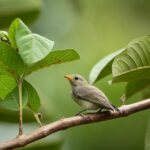A pale-billed flowerpecker perched on a guava tree branch in a natural habitat.