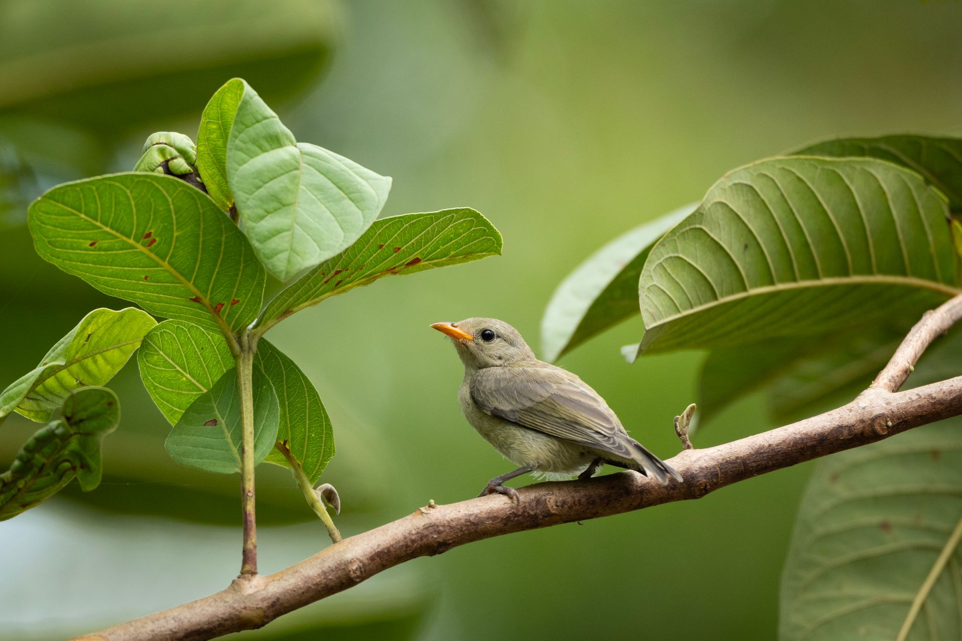 A pale-billed flowerpecker perched on a guava tree branch in a natural habitat.
