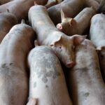 A close-up view of pigs crowded in an indoor farming facility.
