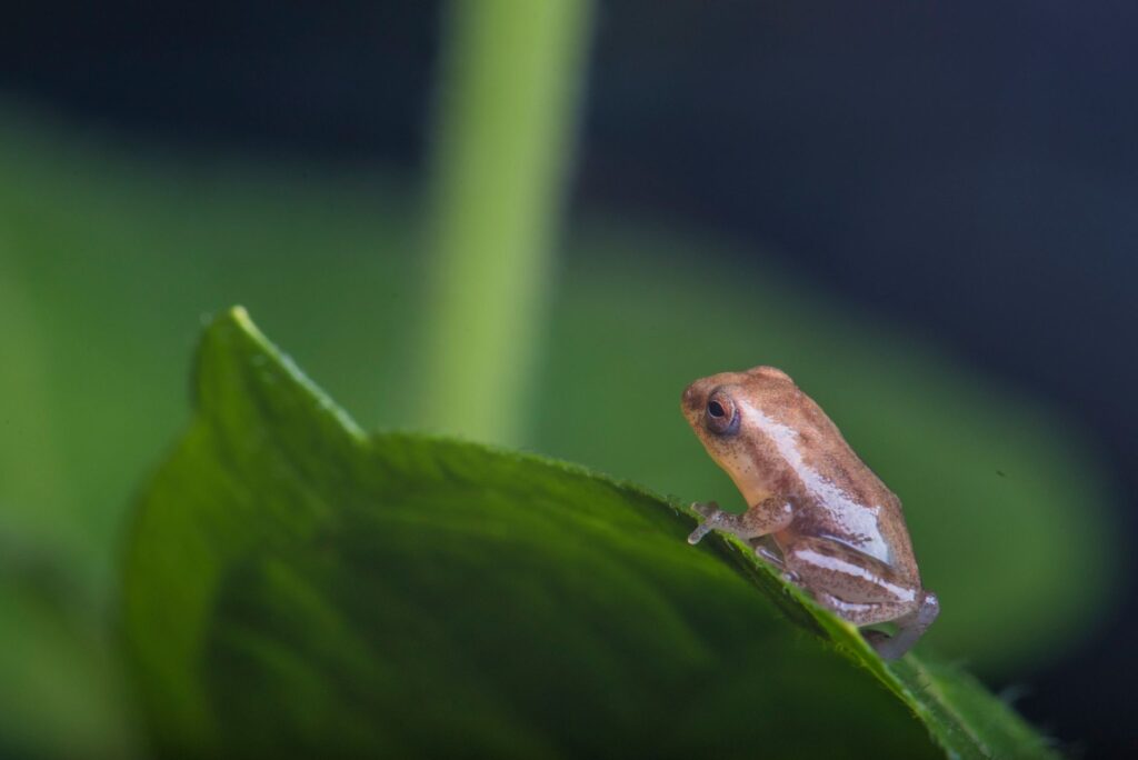 Close-up of a tiny frog perched on a vibrant green leaf in Kottayam, India.