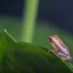 Close-up of a tiny frog perched on a vibrant green leaf in Kottayam, India.
