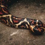Detailed image of a vibrant boa constrictor with distinctive patterns resting on a concrete surface.