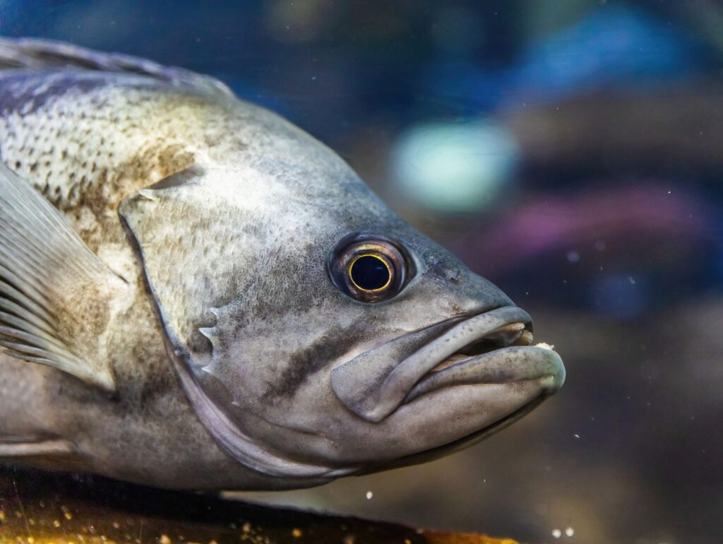 Detailed close-up shot of a fish displaying its natural beauty underwater.