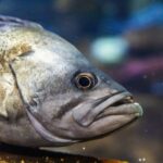 Detailed close-up shot of a fish displaying its natural beauty underwater.