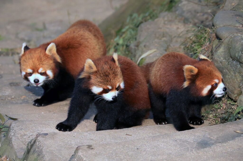 Three cute red pandas exploring their outdoor habitat on a sunny day.