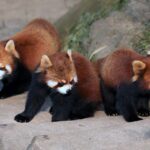 Three cute red pandas exploring their outdoor habitat on a sunny day.