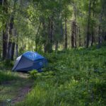 A lone tent set amidst lush greenery and trees in a tranquil forest setting.