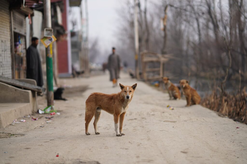 Stray dogs wander on a dusty street in an urban area, depicting survival and daily life.