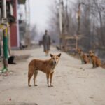 Stray dogs wander on a dusty street in an urban area, depicting survival and daily life.