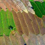 Drone capture of colorful rice fields in Banten, Indonesia showcasing agricultural patterns.