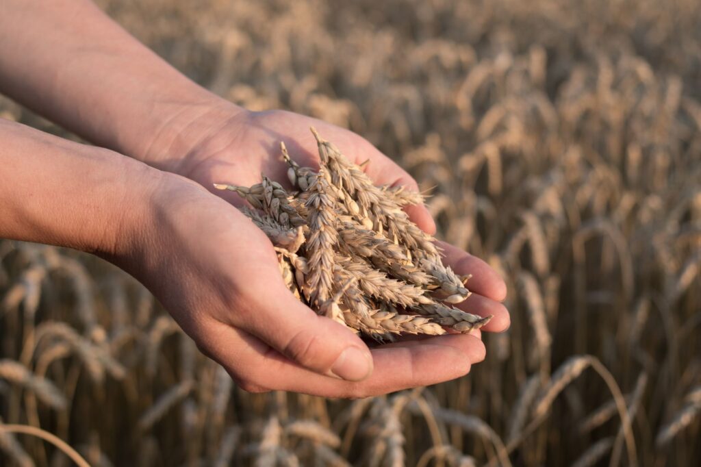 Close-up of hands holding ripe wheat ears in a sunlit field, symbolizing agriculture.
