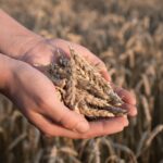 Close-up of hands holding ripe wheat ears in a sunlit field, symbolizing agriculture.