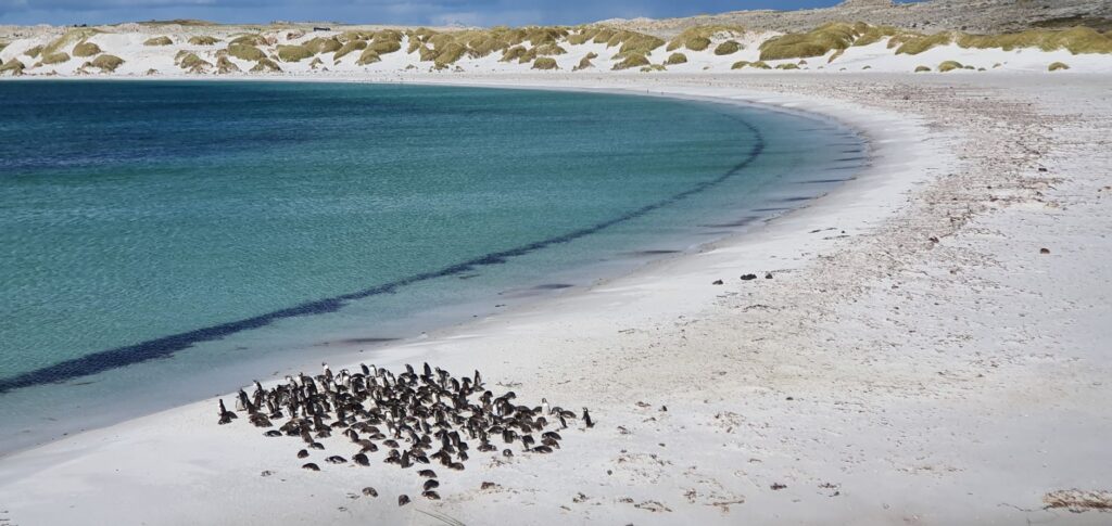 A large penguin colony gathers on a pristine sandy beach by turquoise waters in the Falkland Islands.