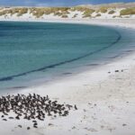 A large penguin colony gathers on a pristine sandy beach by turquoise waters in the Falkland Islands.