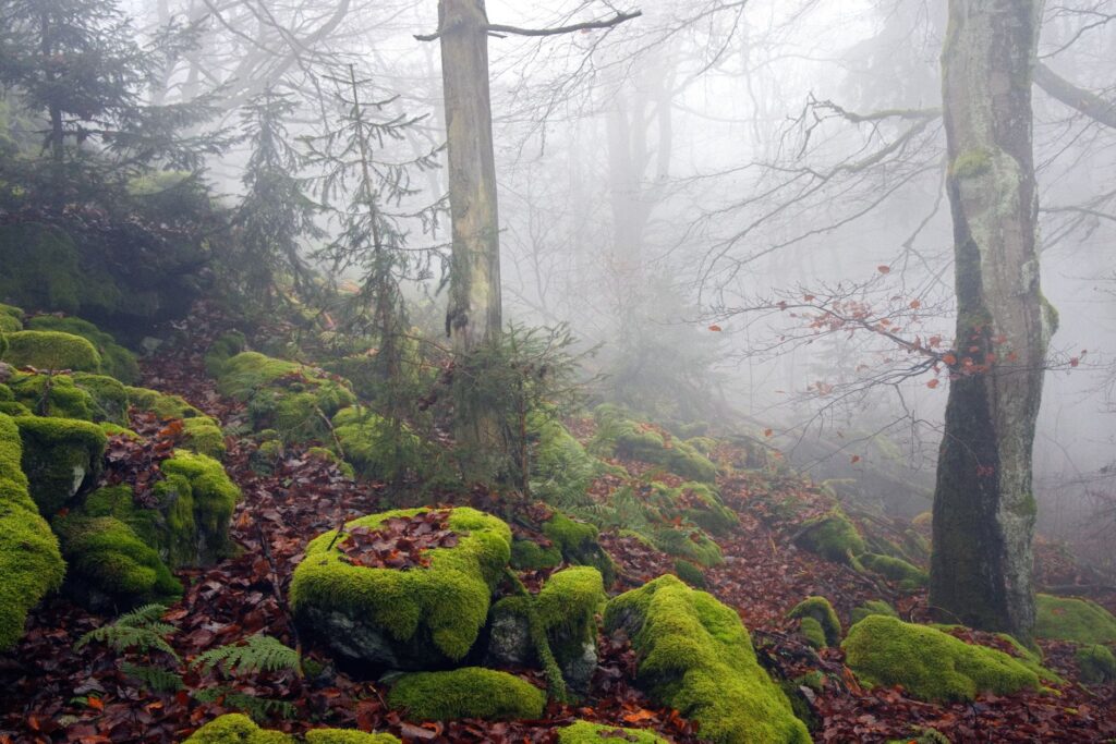 A foggy forest scene featuring mossy rocks and trees shrouded in mist, capturing a serene and mysterious atmosphere.