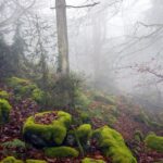 A foggy forest scene featuring mossy rocks and trees shrouded in mist, capturing a serene and mysterious atmosphere.