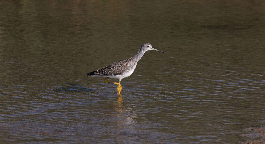 A Greater Yellowlegs bird gracefully wading in shallow water, showcasing its distinctive yellow legs.