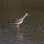 A Greater Yellowlegs bird gracefully wading in shallow water, showcasing its distinctive yellow legs.