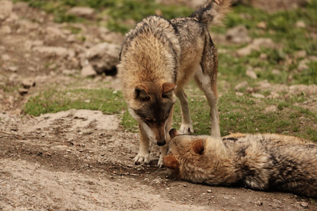 Two wolves engage in social behavior outdoors on a rocky terrain.